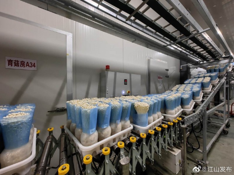 浙江:江山市金针菇产业实现全程智能化_产业资讯_食用菌新闻_中国食用