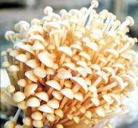 金针菇的供应与美味之旅 厦门欣银农果蔬专业合作社的金针菇探秘